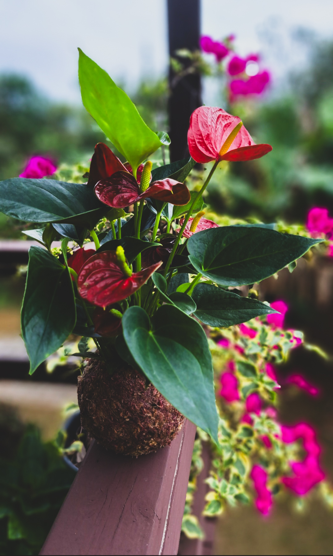 Kokedama de antúrio feito à mão