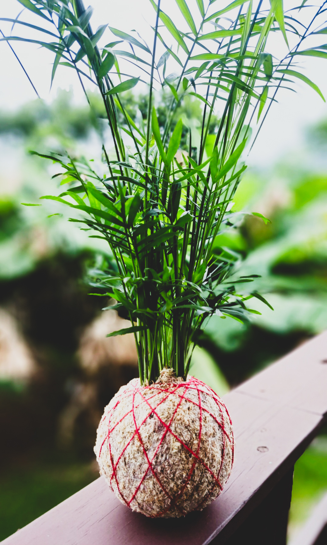 Kokedama palmeira com cordão